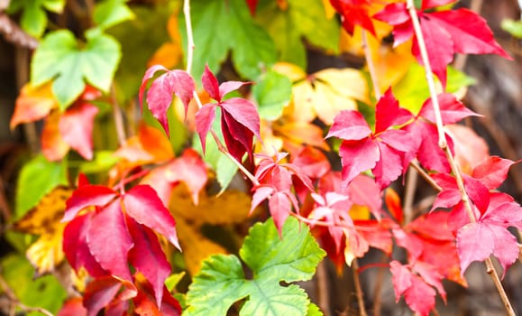 Autumnal red and green foliage background