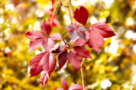 Branch with red leaves in september 