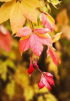 Red and yellow autumn leaves background