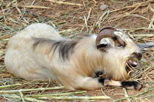 Goats are one of the oldest domesticated species. Goats have been used for their milk, meat, hair, and skins over much of the world.