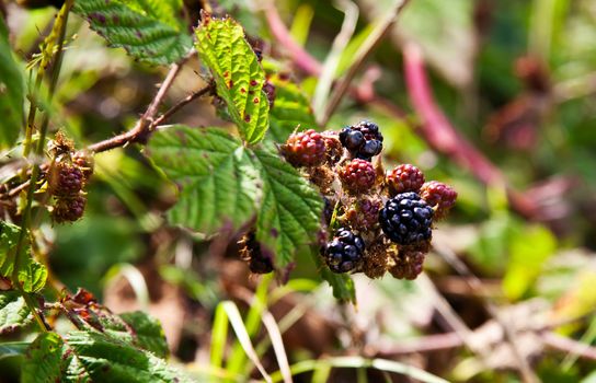 Blackberry in forest in summer