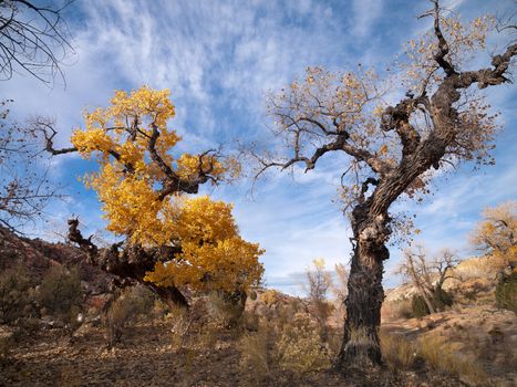 Leaves turn yellow in Cottonwood, USA.