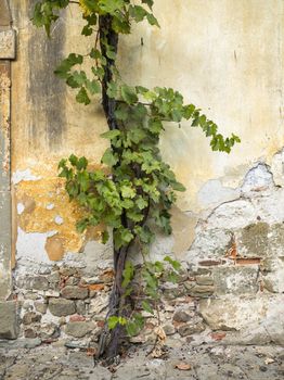 Cropped image of an old concrete wall with creeping plant