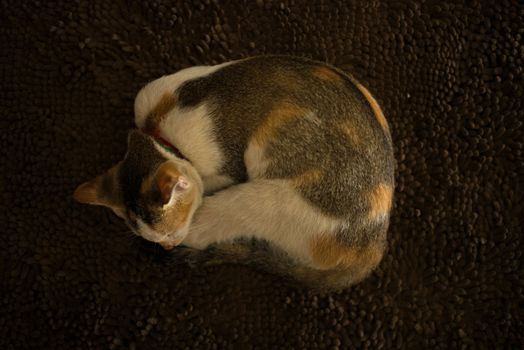 domestic cat portrait on dark background ,sleeping 
