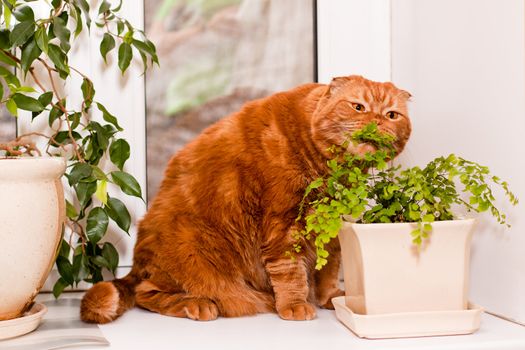 A scottish fold cat sitting on a windowsill and eating of houseplants
