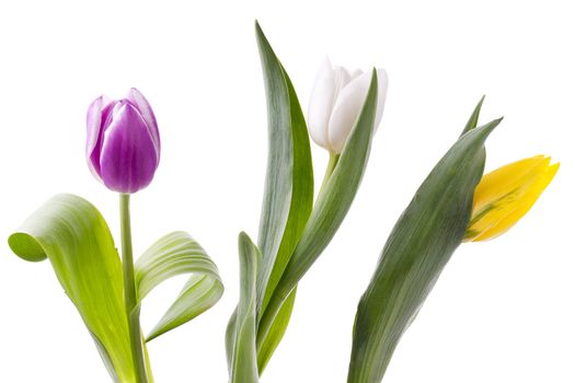 Close-up shot of three variety of tulip flowers against white background.