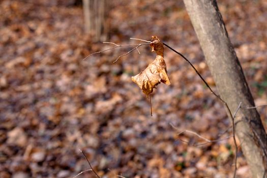 Brown leave and tree trunk in sunny autumn day
