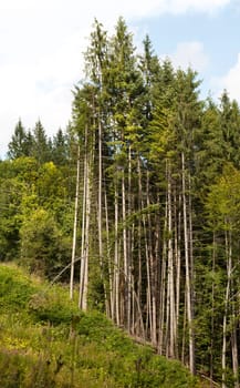 Tree in forest in summer in parabola form