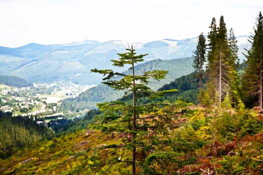 Lonely fir tree in summer Carpathian mountains