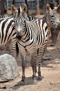 The unique stripes of zebras make these among the animals most familiar to people.