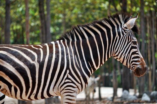 The unique stripes of zebras make these among the animals most familiar to people.