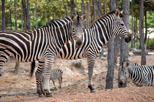 The unique stripes of zebras make these among the animals most familiar to people.