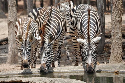 The unique stripes of zebras make these among the animals most familiar to people.