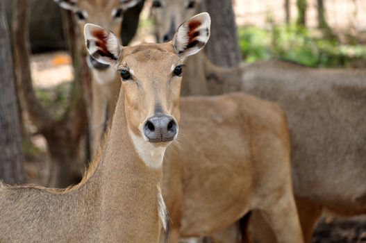 Nilgai have thin legs and a robust body that slopes down from the shoulder.