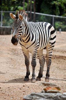 The unique stripes of zebras make these among the animals most familiar to people.