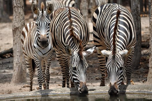 The unique stripes of zebras make these among the animals most familiar to people.