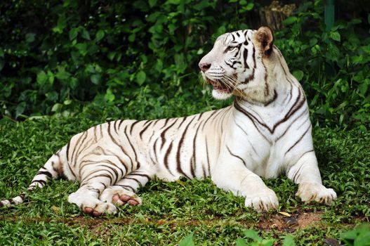 To date, the only known white tigers have been from the Bengal tiger subspecies.