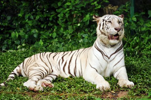 To date, the only known white tigers have been from the Bengal tiger subspecies.