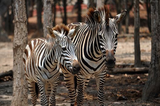 The unique stripes of zebras make these among the animals most familiar to people.