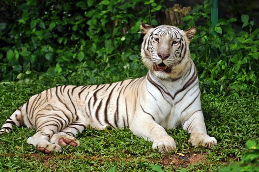 To date, the only known white tigers have been from the Bengal tiger subspecies.