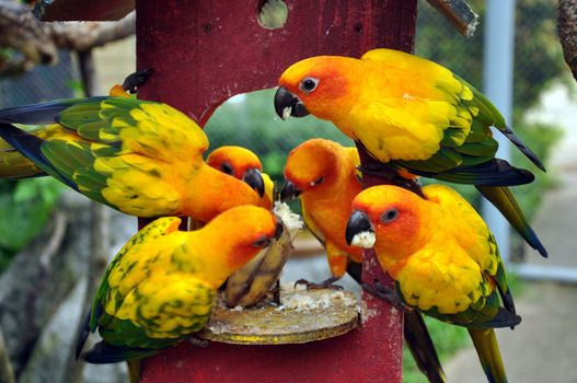 Sun Conure has a rich yellow crown, nape, mantle, lesser wing-coverts, tips of the greater wing-coverts, chest, and underwing-coverts.