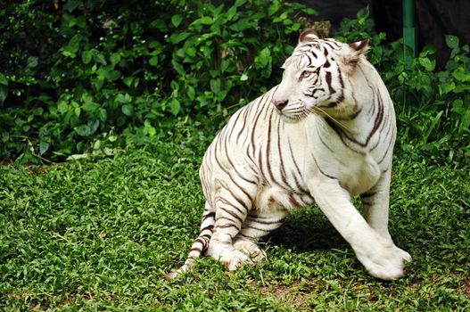 To date, the only known white tigers have been from the Bengal tiger subspecies.
