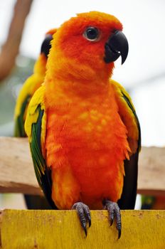 Sun Conure has a rich yellow crown, nape, mantle, lesser wing-coverts, tips of the greater wing-coverts, chest, and underwing-coverts.