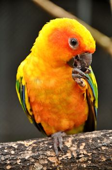 Sun Conure has a rich yellow crown, nape, mantle, lesser wing-coverts, tips of the greater wing-coverts, chest, and underwing-coverts.