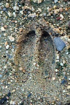 Footprints can be followed when tracking during a hunt or can provide evidence of activities. 