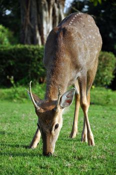 The sika deer can be active throughout the day, though in areas with heavy human disturbance they tend to be nocturnal. 
