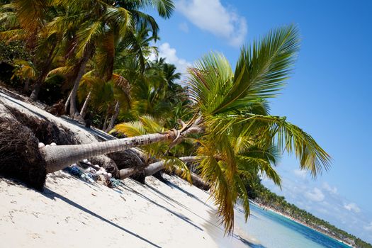 Punta cana beach and palms on the white sand