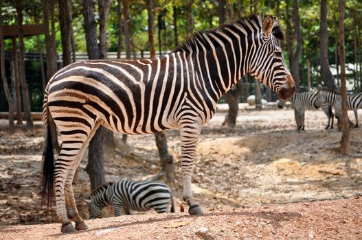 The unique stripes of zebras make these among the animals most familiar to people.