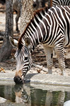 The unique stripes of zebras make these among the animals most familiar to people.