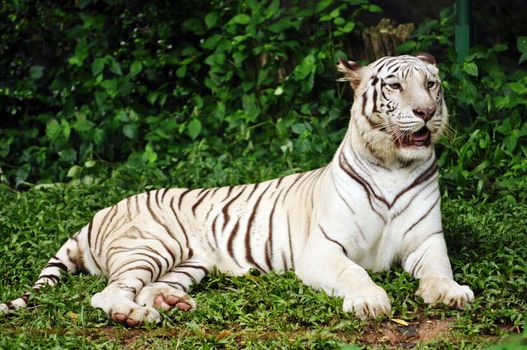 To date, the only known white tigers have been from the Bengal tiger subspecies.