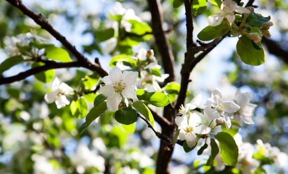 Apple-tree in blossom with white flowers