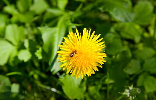 Yellow dandelion on grass with fly on it