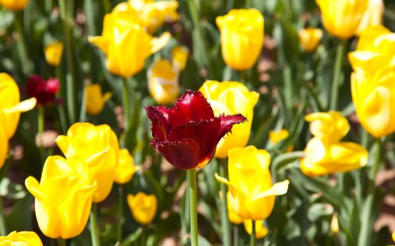 Dark red tulip among yellow tulips in spring