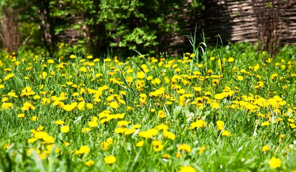 Field of dandelion and green grass in spring