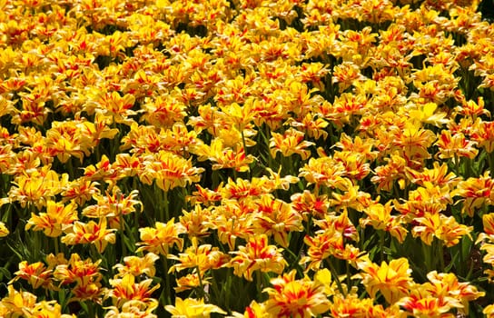 Field of striped tulips with green leaves