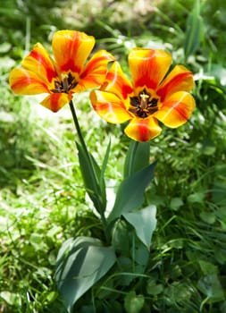 Couple of beautiful striped tulips