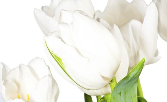 White tulips isolated on white background
