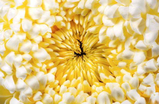 Yellow chrysanthemum autumn flower 