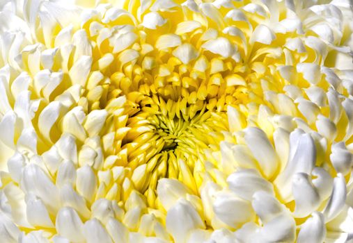 Yellow autumn chrysanthemum close view