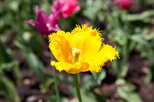 Single yellow tulip on green grass  and pink tulips