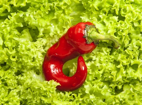 Fresh green iceberg salad and small red chili pepper on it