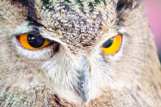 Eyes of the owl.