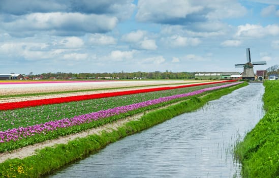 Landscape with colorful field of tulips and windmill in Holland