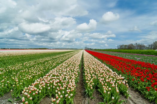 Landscape with colorful field of tulips and windmill in Holland