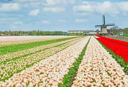 Landscape with colorful field of tulips and windmill in Holland