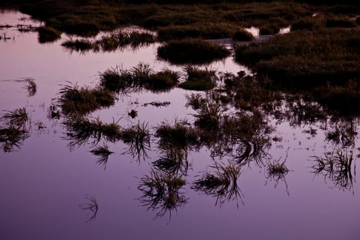 Medziboz swamp and field during the sunset